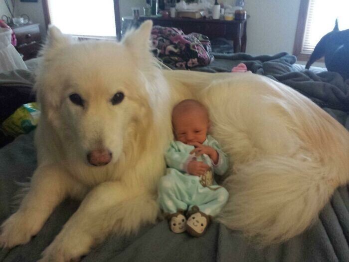 Фотография: 35 трогательных доказательств того, что собака — лучший друг для ребенка №35 - BigPicture.ru