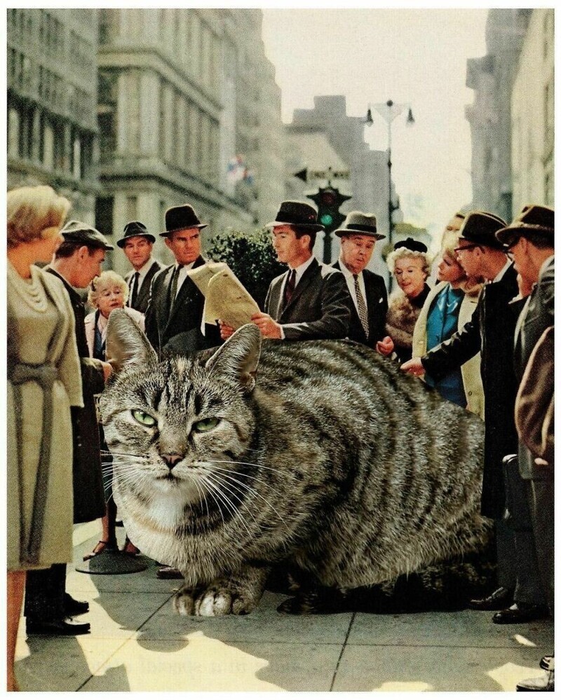 Фотография: Мастер фотошопа показал, каким станет мир, если его захватят коты №26 - BigPicture.ru