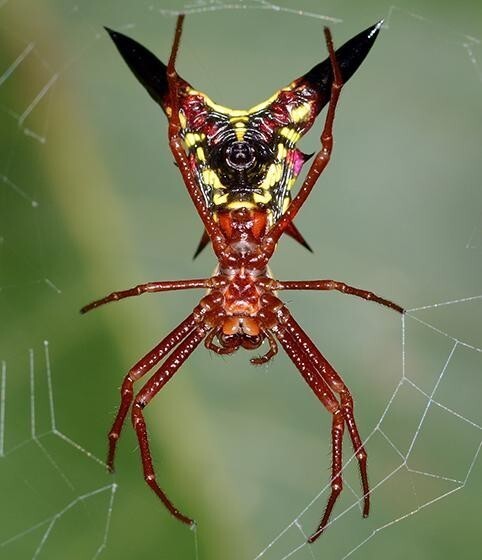 20 удивительных насекомых и пауков