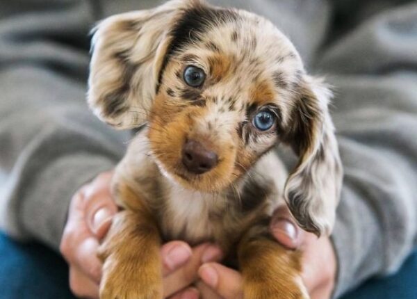 15 самых красивых щенков, которые вызовут у вас умиление