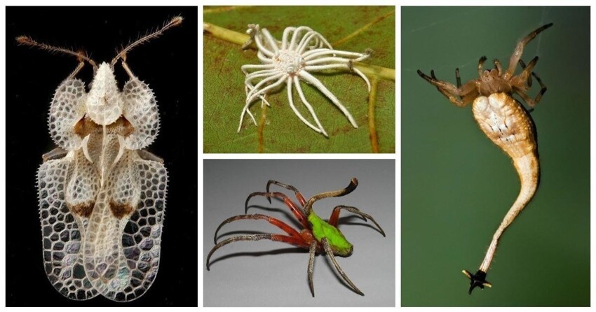 20 удивительных насекомых и пауков в существование которых сложно поверить