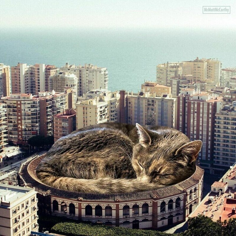 Фотография: Мастер фотошопа показал, каким станет мир, если его захватят коты №4 - BigPicture.ru
