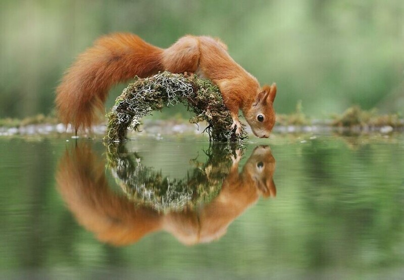 Джулиан Рад (Julian Rad) фотографирует диких животных в лесах Австрии