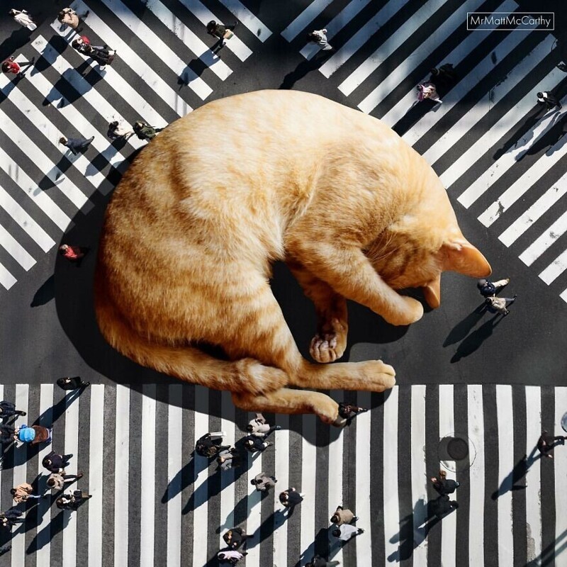 Фотография: Мастер фотошопа показал, каким станет мир, если его захватят коты №2 - BigPicture.ru