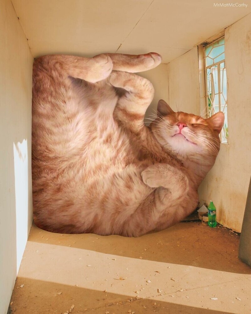 Фотография: Мастер фотошопа показал, каким станет мир, если его захватят коты №6 - BigPicture.ru