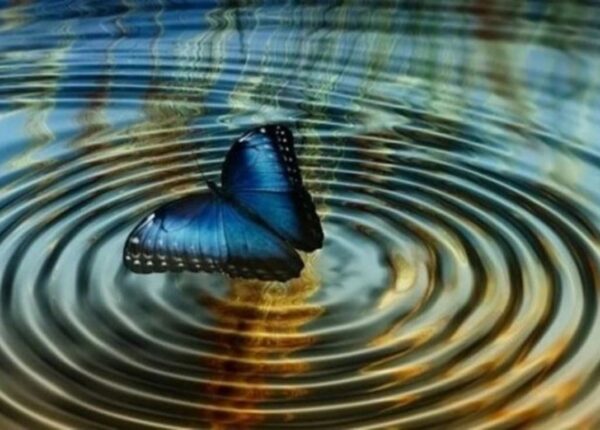 10 примеров «эффекта бабочки», которые полностью изменили мир