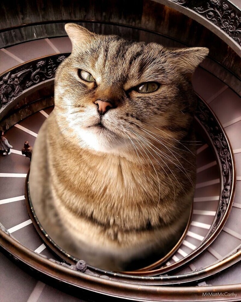 Фотография: Мастер фотошопа показал, каким станет мир, если его захватят коты №30 - BigPicture.ru