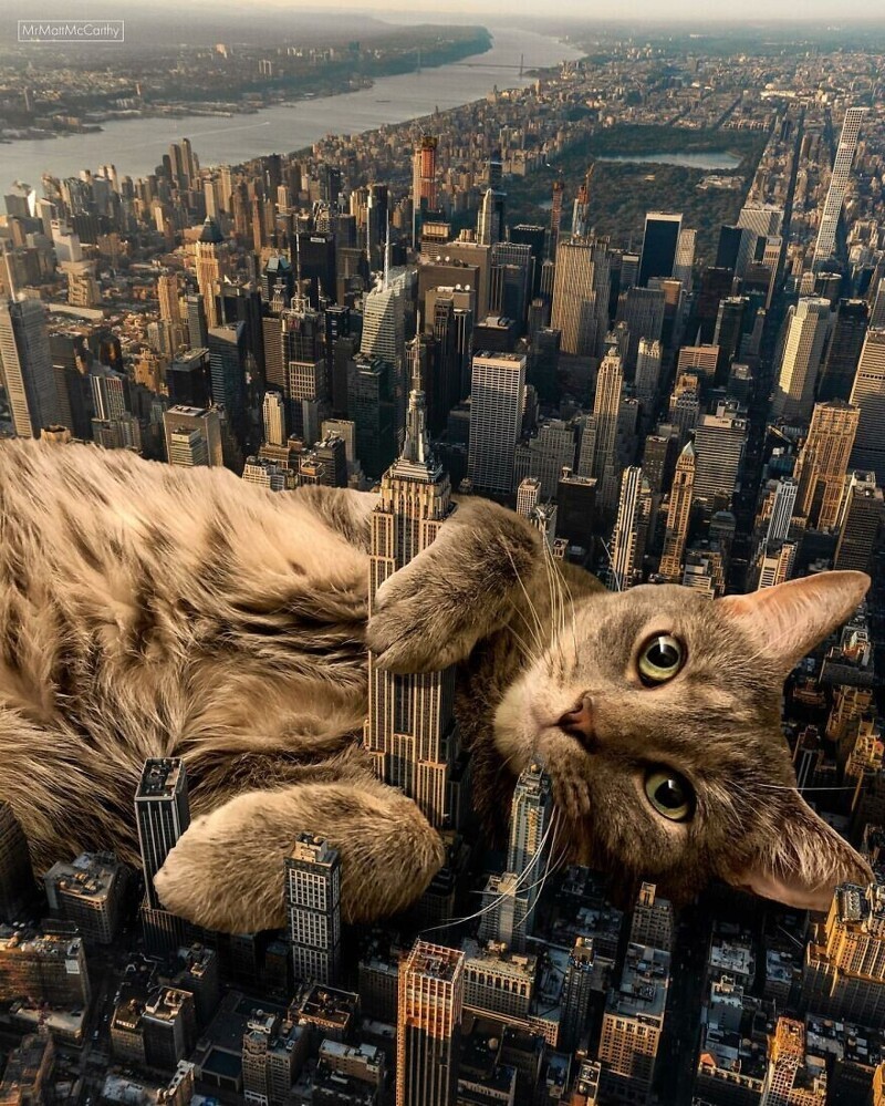 Фотография: Мастер фотошопа показал, каким станет мир, если его захватят коты №10 - BigPicture.ru