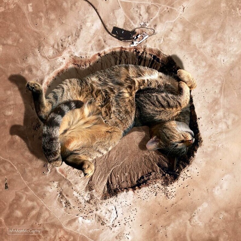 Фотография: Мастер фотошопа показал, каким станет мир, если его захватят коты №23 - BigPicture.ru