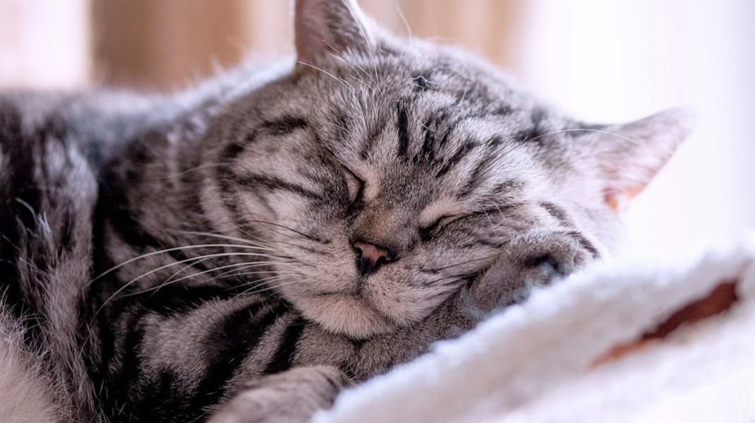Интересные факты о том, как спят животные