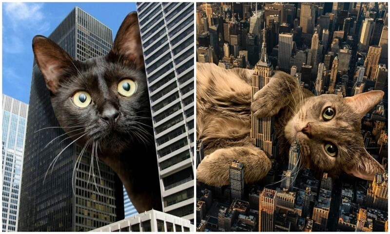 Фотография: Мастер фотошопа показал, каким станет мир, если его захватят коты №1 - BigPicture.ru