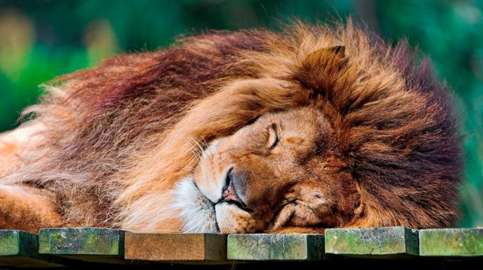 Интересные факты о том, как спят животные