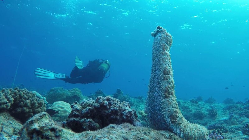 Морские огурцы называют также голотуриями — это беспозвоночные иглокожие животные