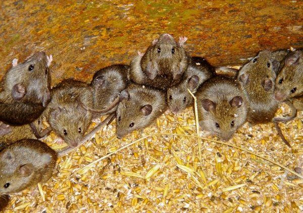 Почему в Австралии нашествие мышей