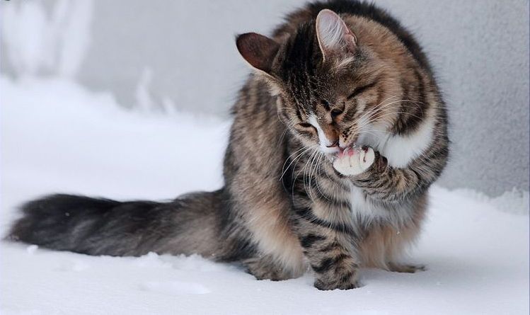 Фотография: 7 верных способов настроить против себя любую кошку №6 - BigPicture.ru