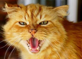 7 верных способов настроить против себя любую кошку