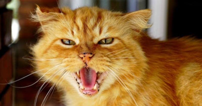 Фотография: 7 верных способов настроить против себя любую кошку №1 - BigPicture.ru