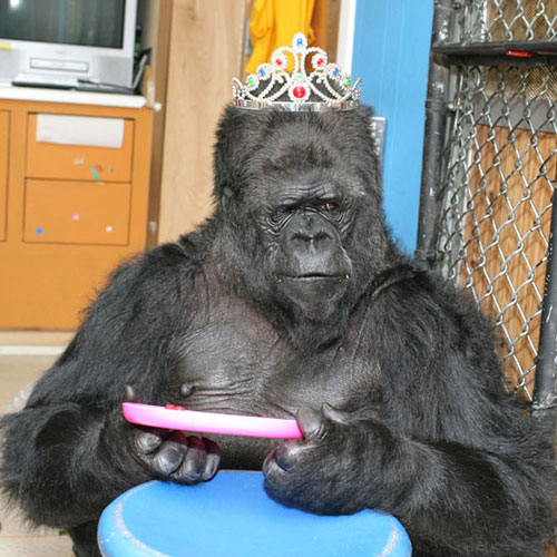 Фотография: Говорящая горилла Коко - правда, мистификация или заблуждение ученых? №8 - BigPicture.ru