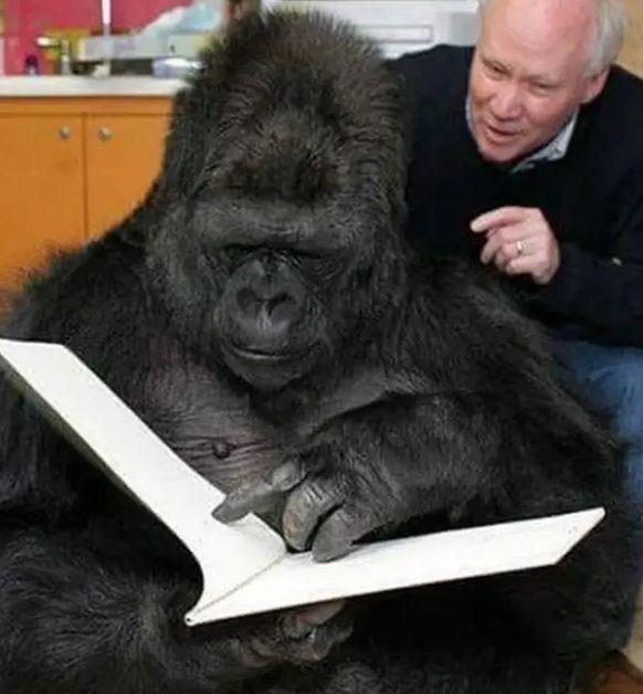 Фотография: Говорящая горилла Коко - правда, мистификация или заблуждение ученых? №4 - BigPicture.ru