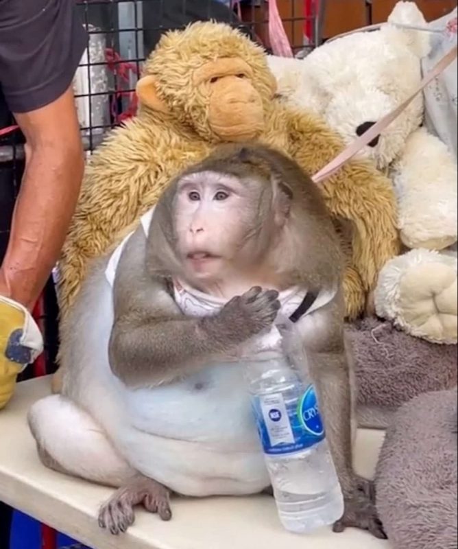Фотография: Вы только посмотрите на эту круглую обезьяну! Вот как ее раскормили на рынке в Таиланде №3 - BigPicture.ru