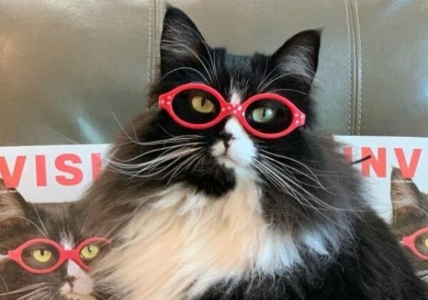 Хозяйка оптики взяла на работу кошку, которая… рекламирует очки