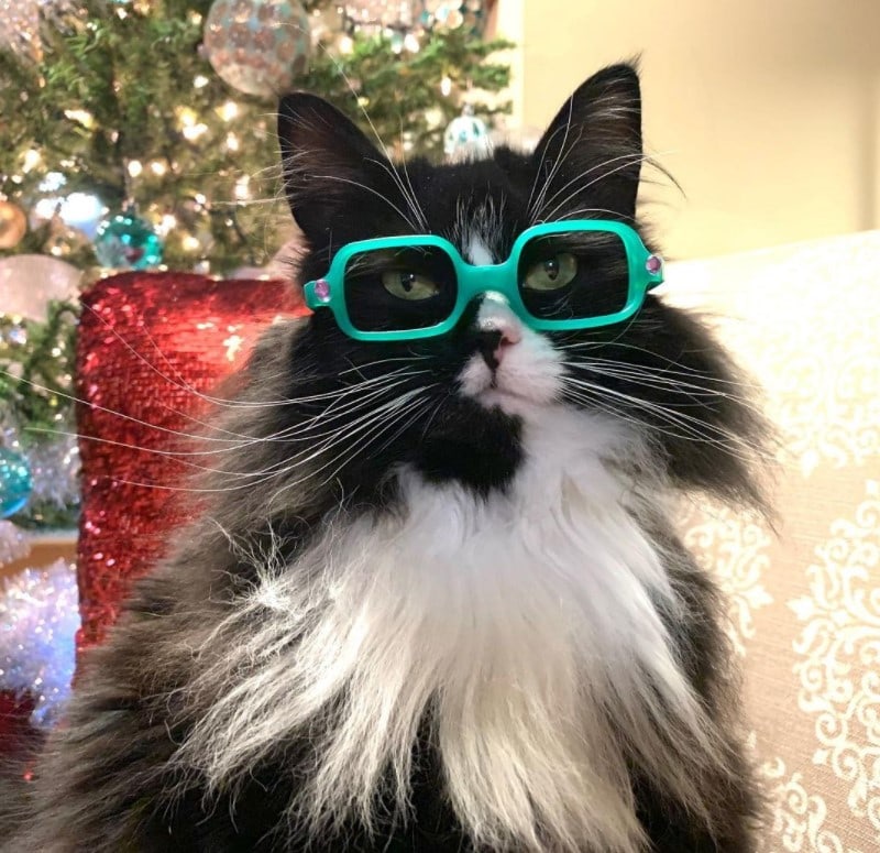 кошка рекламирует очки