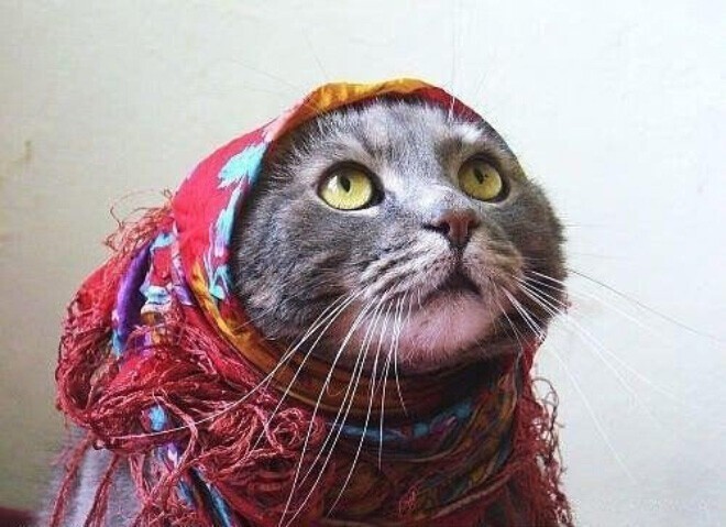 Фотография: 22 умильные кошки в платочках №4 - BigPicture.ru