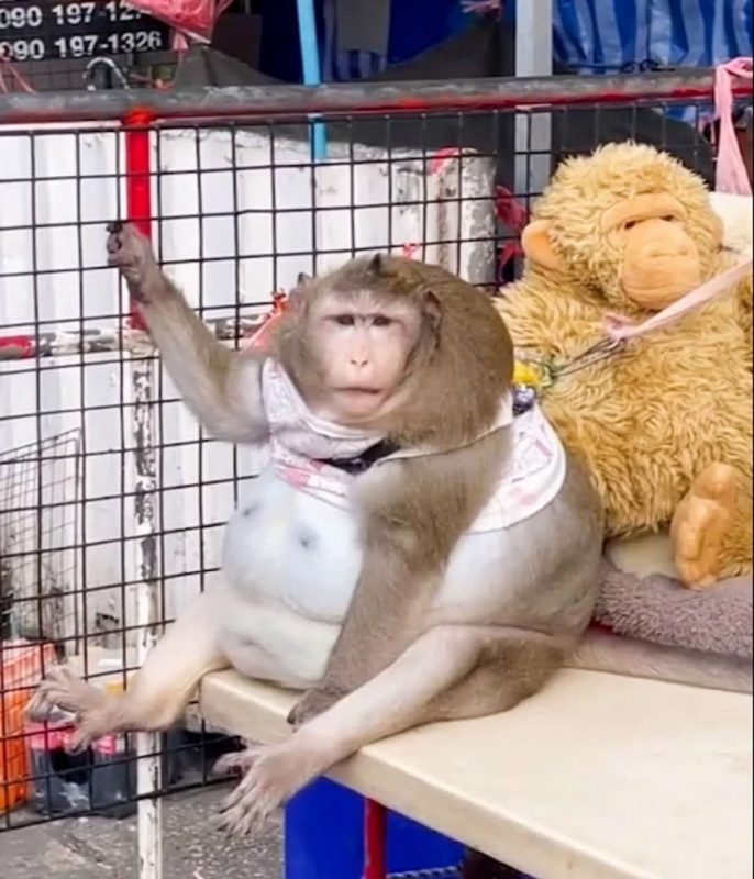 Фотография: Вы только посмотрите на эту круглую обезьяну! Вот как ее раскормили на рынке в Таиланде №2 - BigPicture.ru