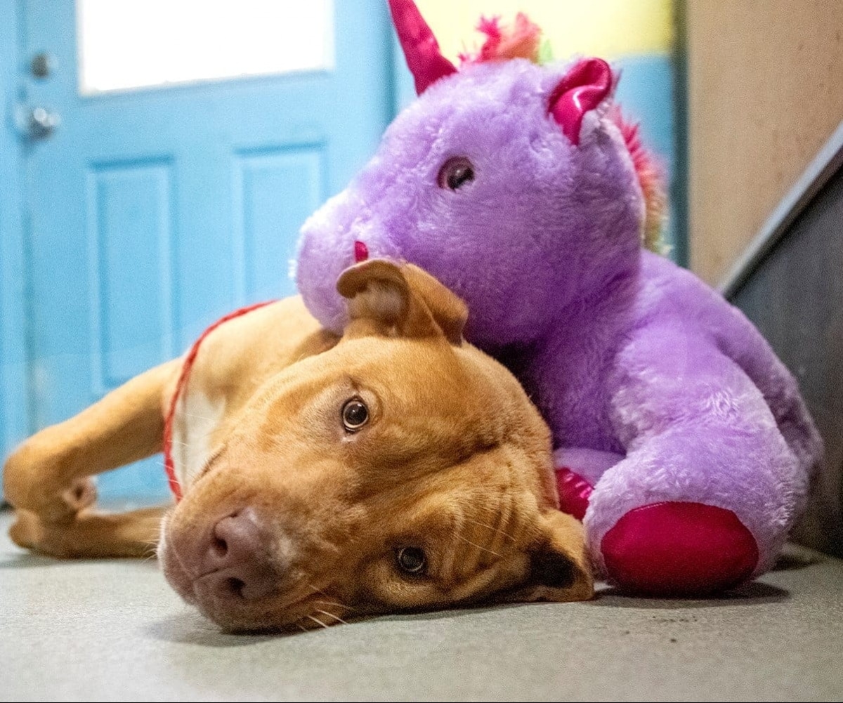 Фотография: Бездомная собака 5 раз воровала из магазина мягкую игрушку, которую потом получила в подарок №1 - BigPicture.ru