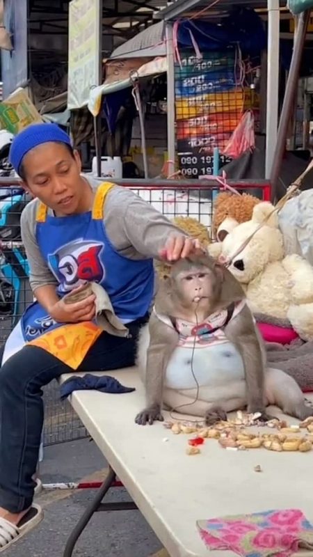 Фотография: Вы только посмотрите на эту круглую обезьяну! Вот как ее раскормили на рынке в Таиланде №4 - BigPicture.ru