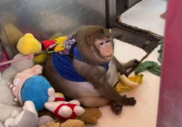Вы только посмотрите на эту круглую обезьяну! Вот как ее раскормили на рынке в Таиланде