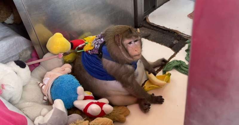 Фотография: Вы только посмотрите на эту круглую обезьяну! Вот как ее раскормили на рынке в Таиланде №1 - BigPicture.ru