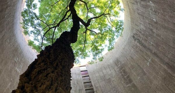 30 примеров того, как природа побеждает в битве против цивилизации