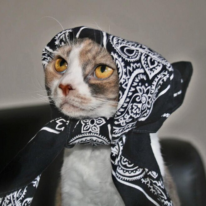 Фотография: 22 умильные кошки в платочках №9 - BigPicture.ru