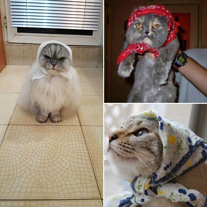 Фотография: 22 умильные кошки в платочках №14 - BigPicture.ru