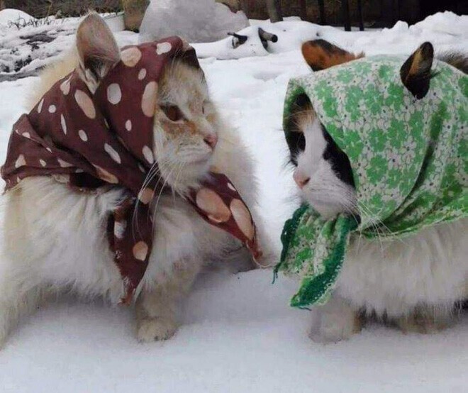 Фотография: 22 умильные кошки в платочках №7 - BigPicture.ru