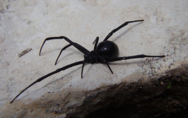 10 пауков, которых действительно стоит опасаться