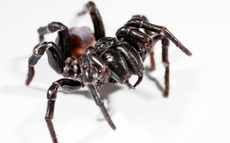 10 пауков, которых действительно стоит опасаться