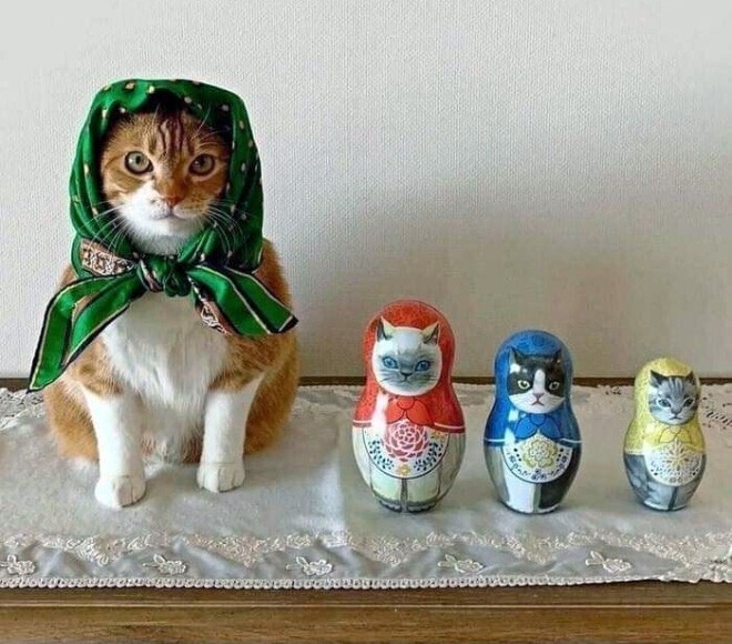 Фотография: 22 умильные кошки в платочках №1 - BigPicture.ru