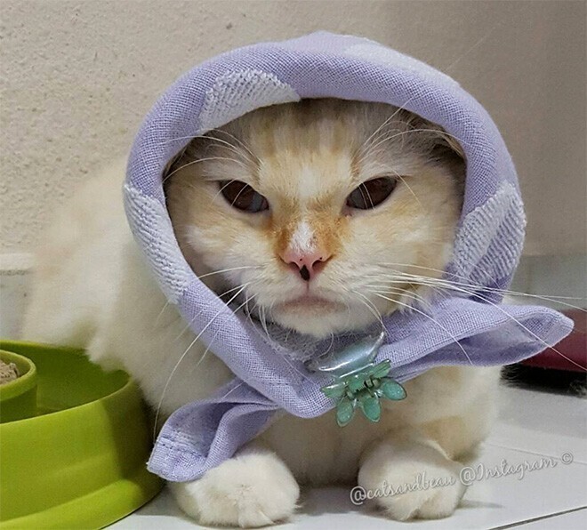 Фотография: 22 умильные кошки в платочках №15 - BigPicture.ru