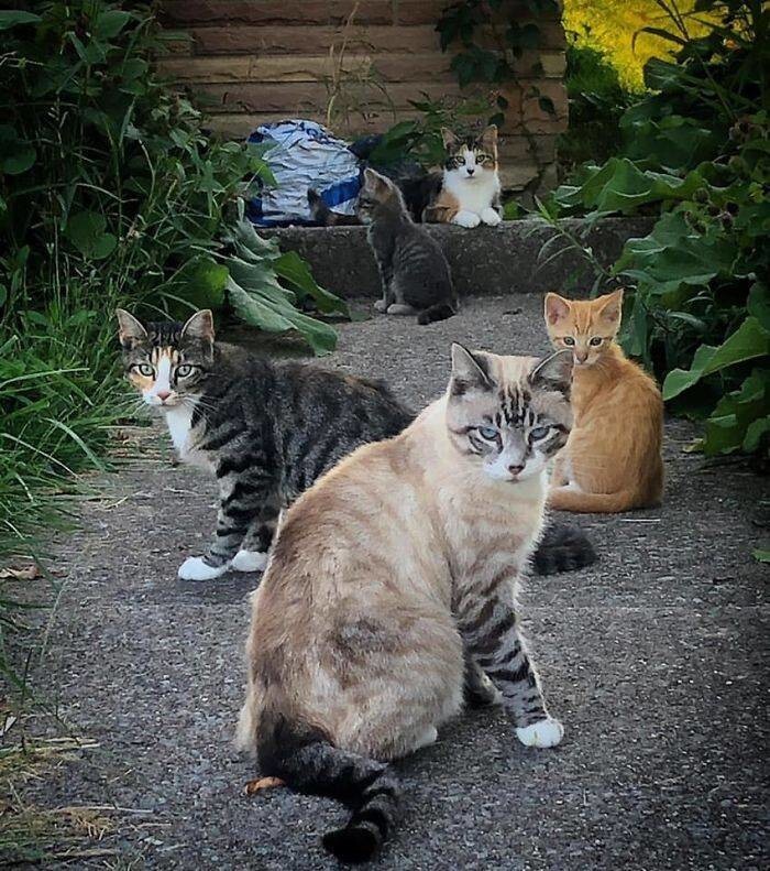 Фотография: Мой дом, не мой кот: фото о котах, которые гуляют по чужим домам №7 - BigPicture.ru