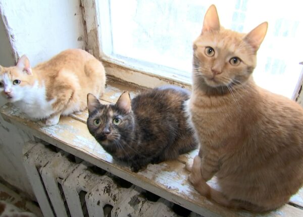 Москвичка получила в наследство от бабушки 70 кошек и теперь ищет им дом