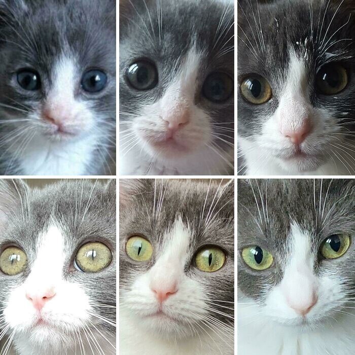 Фотография: 20+ трогательных фото о том, как быстро растут наши любимые котейки №15 - BigPicture.ru