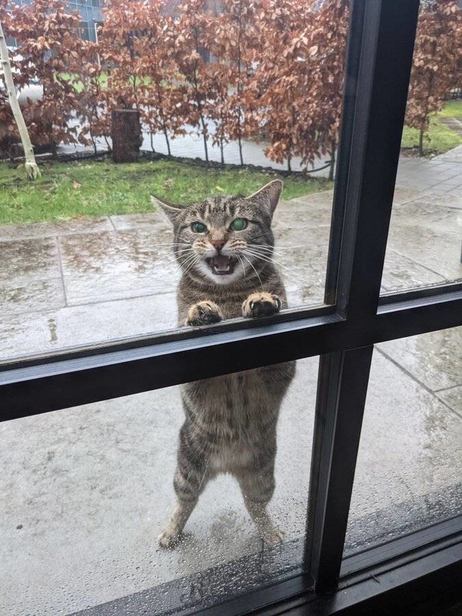 Мой дом, не мой кот: фото о котах, которые гуляют по чужим домам
