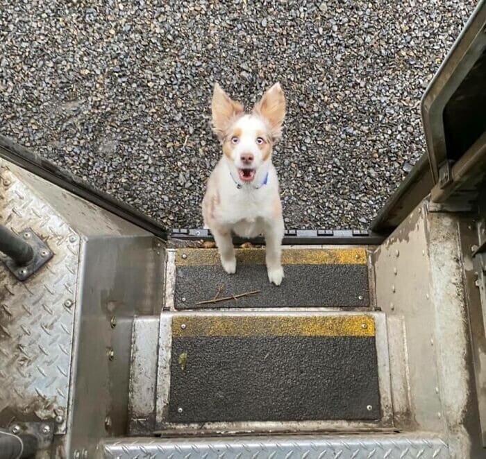 Фотография: 30 милых фото о любви собак к курьерам №3 - BigPicture.ru