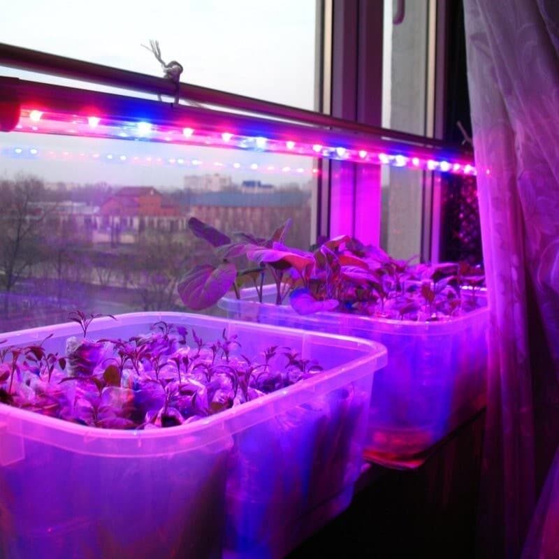 Фотография: Что скрывается за фиолетовыми окнами, или Крах еще одной теория заговора №7 - BigPicture.ru