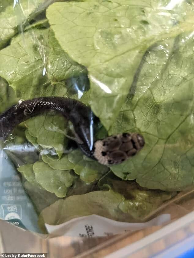 Фотография: Жительница Австралии нашла змею в магазинном салате №3 - BigPicture.ru