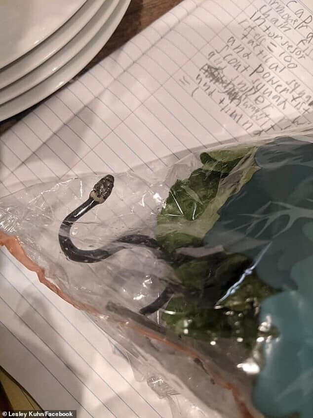 Фотография: Жительница Австралии нашла змею в магазинном салате №2 - BigPicture.ru