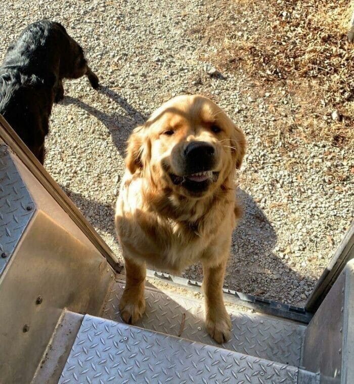 Фотография: 30 милых фото о любви собак к курьерам №9 - BigPicture.ru