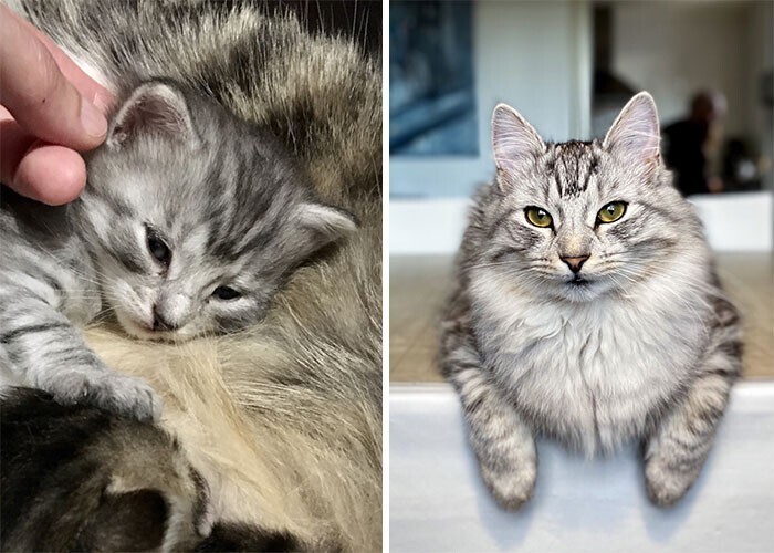 Фотография: 20+ трогательных фото о том, как быстро растут наши любимые котейки №24 - BigPicture.ru